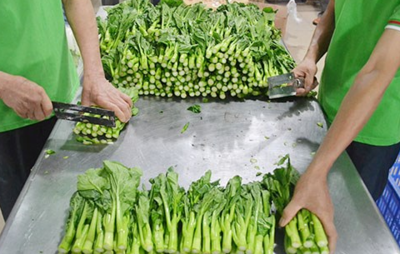 大朗送菜服务公司电话与新鲜蔬菜批发指南